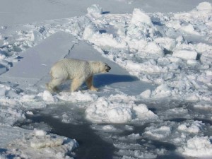 Polar bear